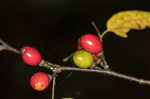 Southern spicebush <BR>Pondberry